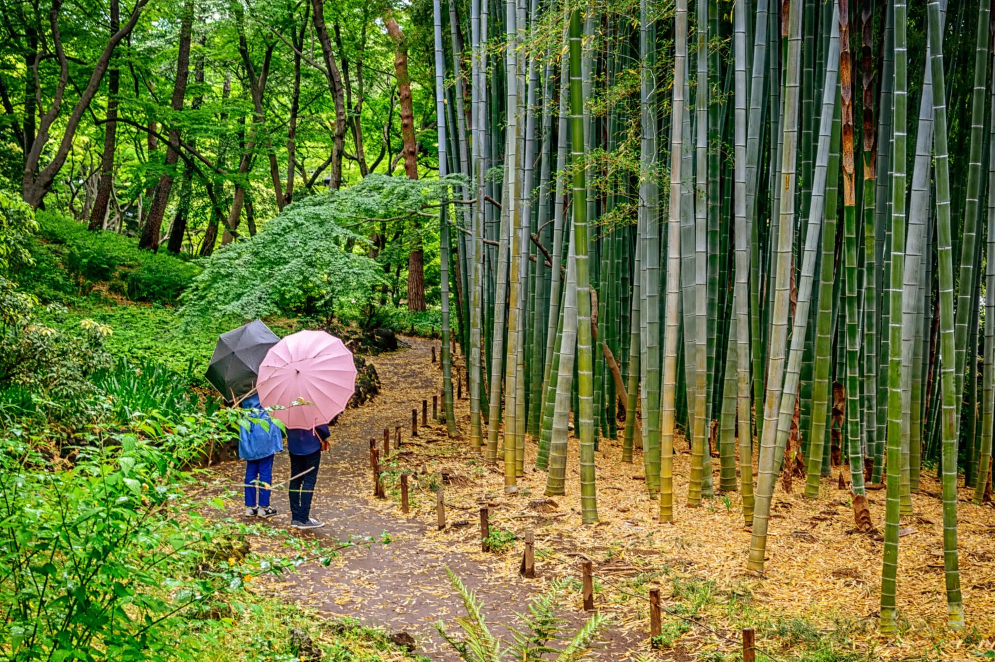 🌳 도노가야토 정원 (殿ヶ谷戸庭園) 이미지 7